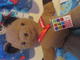 Brown Bear Brown Bear